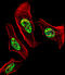 Nuclear Receptor Subfamily 2 Group C Member 2 antibody, 60-472, ProSci, Immunofluorescence image 
