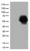 CD33 Molecule antibody, TA506347, Origene, Western Blot image 