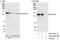 Golgin A2 antibody, A303-402A, Bethyl Labs, Immunoprecipitation image 