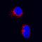 Interleukin 17F antibody, MAB13351, R&D Systems, Immunocytochemistry image 