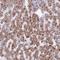 Ankyrin Repeat Domain 13B antibody, HPA051886, Atlas Antibodies, Immunohistochemistry frozen image 