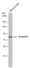 Synapsin I antibody, GTX131233, GeneTex, Western Blot image 