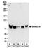 GRAM Domain Containing 1A antibody, NBP2-32148, Novus Biologicals, Western Blot image 