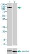 AXL Receptor Tyrosine Kinase antibody, H00000558-M01, Novus Biologicals, Western Blot image 