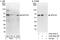 Spermatogenesis-associated protein 2 antibody, A302-493A, Bethyl Labs, Immunoprecipitation image 