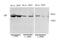 Lipopolysaccharide Binding Protein antibody, STJ93909, St John