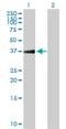 TDP-Glucose 4,6-Dehydratase antibody, H00023483-B01P, Novus Biologicals, Western Blot image 