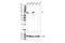 IL2 Inducible T Cell Kinase antibody, 77215S, Cell Signaling Technology, Western Blot image 