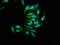 Mitogen-Activated Protein Kinase 9 antibody, LS-C369956, Lifespan Biosciences, Immunofluorescence image 