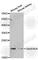 Growth Arrest And DNA Damage Inducible Alpha antibody, A1797, ABclonal Technology, Western Blot image 