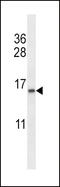 Elongin B antibody, 57-645, ProSci, Western Blot image 