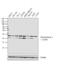 Peroxiredoxin 4 antibody, PA3-753, Invitrogen Antibodies, Western Blot image 