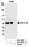 Vesicle Trafficking 1 antibody, A304-829A, Bethyl Labs, Immunoprecipitation image 