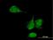 Kelch Domain Containing 4 antibody, H00054758-B01P, Novus Biologicals, Immunocytochemistry image 