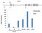 H1 Histone Family Member 0 antibody, PA5-51466, Invitrogen Antibodies, Chromatin Immunoprecipitation image 