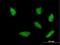 Homeobox A5 antibody, H00003202-M06, Novus Biologicals, Immunofluorescence image 