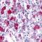 G Protein-Coupled Receptor 161 antibody, PA1-32743, Invitrogen Antibodies, Immunohistochemistry paraffin image 