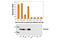 Baculoviral IAP Repeat Containing 5 antibody, 7169S, Cell Signaling Technology, Enzyme Linked Immunosorbent Assay image 