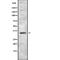 SRY-Box 12 antibody, abx218719, Abbexa, Western Blot image 