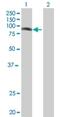 Jade Family PHD Finger 3 antibody, H00009767-B01P, Novus Biologicals, Western Blot image 