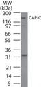 Structural Maintenance Of Chromosomes 4 antibody, PA1-41672, Invitrogen Antibodies, Western Blot image 