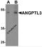 Angiopoietin-related protein 3 antibody, 7865, ProSci, Western Blot image 