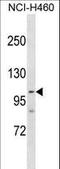 Poly(ADP-Ribose) Polymerase 1 antibody, LS-C158030, Lifespan Biosciences, Western Blot image 