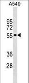 Gliomedin antibody, LS-C159736, Lifespan Biosciences, Western Blot image 