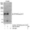 Exportin 6 antibody, NB100-59853, Novus Biologicals, Western Blot image 