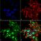 Autophagy Related 2A antibody, PA5-77794, Invitrogen Antibodies, Immunofluorescence image 