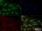 VEGF antibody, NB100-664, Novus Biologicals, Immunocytochemistry image 