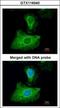 Glutathione Peroxidase 1 antibody, GTX116040, GeneTex, Immunocytochemistry image 