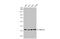 Succinate-CoA Ligase Alpha Subunit antibody, GTX109215, GeneTex, Western Blot image 
