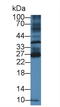 B And T Lymphocyte Associated antibody, LS-C374206, Lifespan Biosciences, Western Blot image 