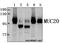 Mucin 20, Cell Surface Associated antibody, A07372-1, Boster Biological Technology, Western Blot image 