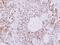 Creatine Kinase, Mitochondrial 1B antibody, GTX103627, GeneTex, Immunohistochemistry paraffin image 