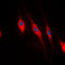 PDZ And LIM Domain 1 antibody, LS-C353135, Lifespan Biosciences, Immunofluorescence image 