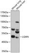 Legumain antibody, 13-728, ProSci, Western Blot image 