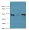 Dermal papilla-derived protein 13 antibody, LS-C379473, Lifespan Biosciences, Western Blot image 