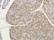 Free Fatty Acid Receptor 1 antibody, orb389347, Biorbyt, Immunohistochemistry paraffin image 