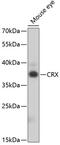 Cone-rod homeobox protein antibody, 19-813, ProSci, Western Blot image 