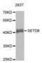 Lysine Methyltransferase 5A antibody, abx004032, Abbexa, Western Blot image 