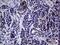 Interleukin 24 antibody, MA5-27155, Invitrogen Antibodies, Immunohistochemistry frozen image 