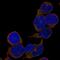 T Cell Leukemia/Lymphoma 1B antibody, HPA053163, Atlas Antibodies, Immunofluorescence image 