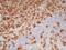 CD7 Molecule antibody, GTX74734, GeneTex, Immunohistochemistry frozen image 