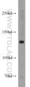 Nardilysin Convertase antibody, 15630-1-AP, Proteintech Group, Western Blot image 