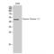 Casein Kinase 1 Epsilon antibody, LS-C382444, Lifespan Biosciences, Western Blot image 