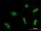 Myocyte Enhancer Factor 2A antibody, LS-B5468, Lifespan Biosciences, Immunofluorescence image 
