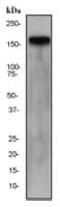 ERBB2 antibody, ab134182, Abcam, Western Blot image 