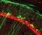 RNA Binding Fox-1 Homolog 3 antibody, MBS837654, MyBioSource, Immunofluorescence image 
